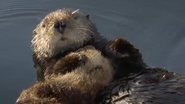 Supercharged Otters (2017)