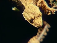 The Living Planet (1984)