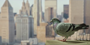 Tiny Creatures (2020)