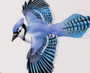 🔥 Cute real blue jay. : r/NatureIsFuckingLit