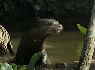 Wildest South America (1998)