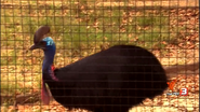 Animal Atlas (2004)