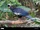 Black-fronted Piping Guan