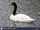 Black-necked Swan