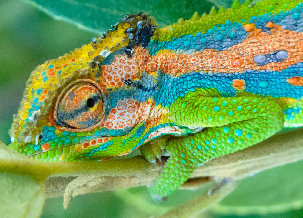 Butterfly and Moth Update: 150,000 Known Species on Earth, More To Find Butterfl