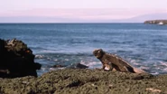 Galapagos (1999)
