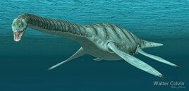 Mauisaurus