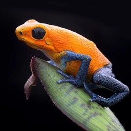 Orange-strawberry-poison-dart-frog-dirk-ercken