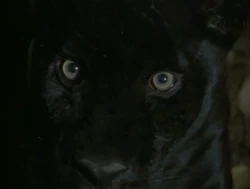 Black Jaguar | NatureRules1 Wiki | Fandom