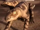 Araripesuchus
