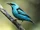 Blue Dacnis