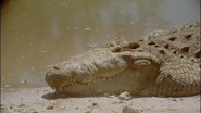 Africa: The Serengeti (1994)