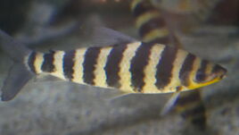 Black Banded Leporinus