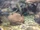 Black Carp