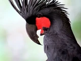 Palm Cockatoo