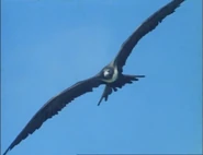 Eyewitness (1994-1997)