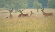 Unnatural History of London (2012)