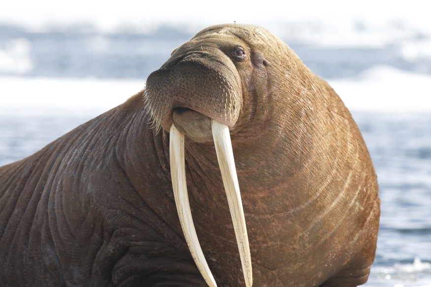 Walrus Walrus Facts