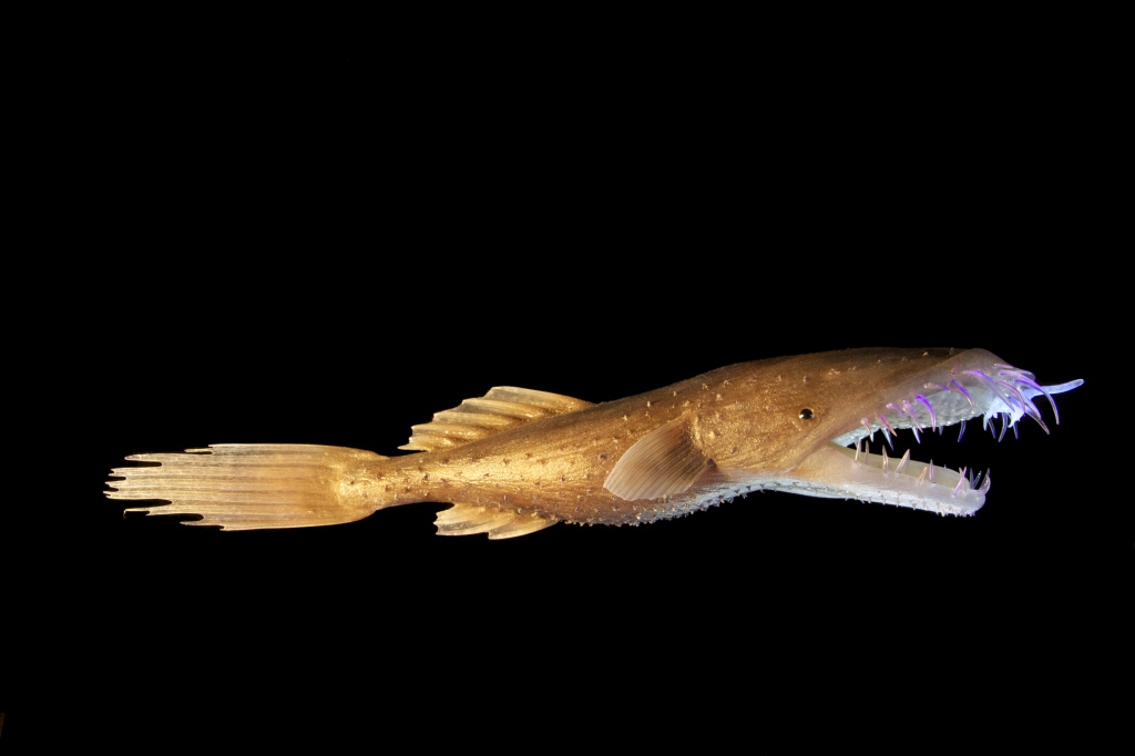 Wolftrap Anglerfish, NatureRules1 Wiki