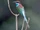 Blue-throated Bee-eater