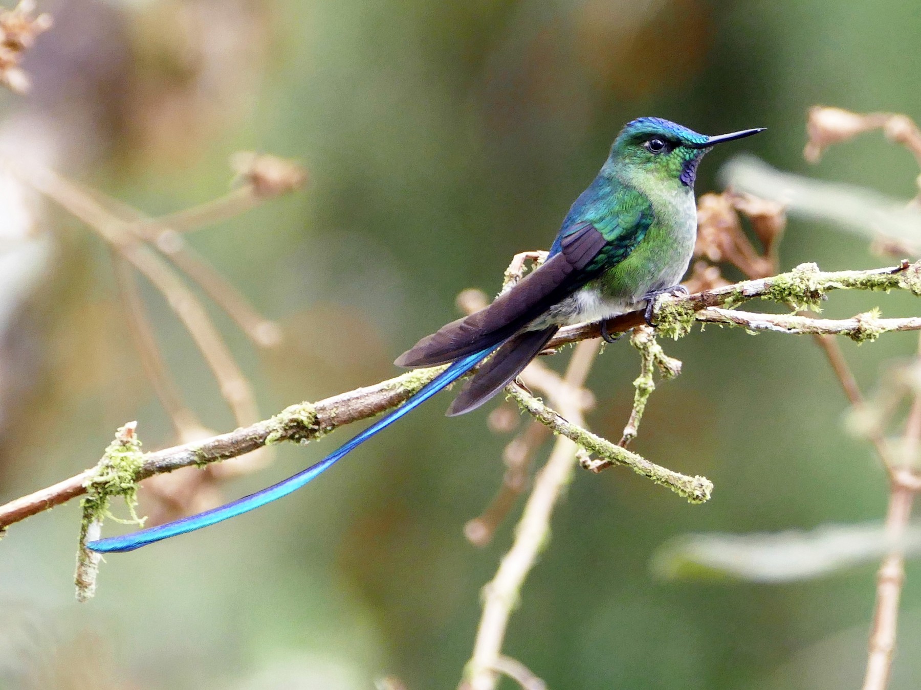 In Frence, #Longtail is called Longue Plume, which means