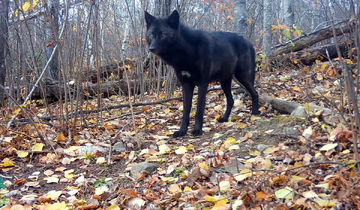 Grey Wolf | NatureRules1 Wiki | Fandom