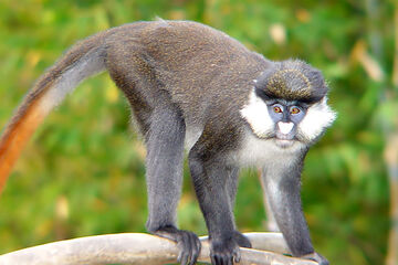 NATURAL MOUNTAIN MONKEYS | Geek Field