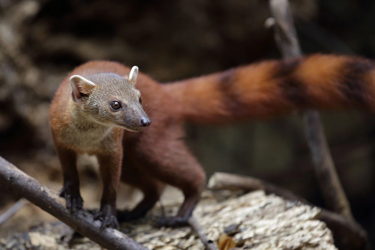 Ringtailed Mongoose NatureRules1 Wiki Fandom