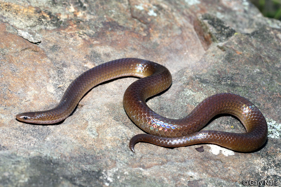 Eastern worm snake