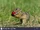 European Ground Squirrel