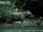 Javan Rhinoceros