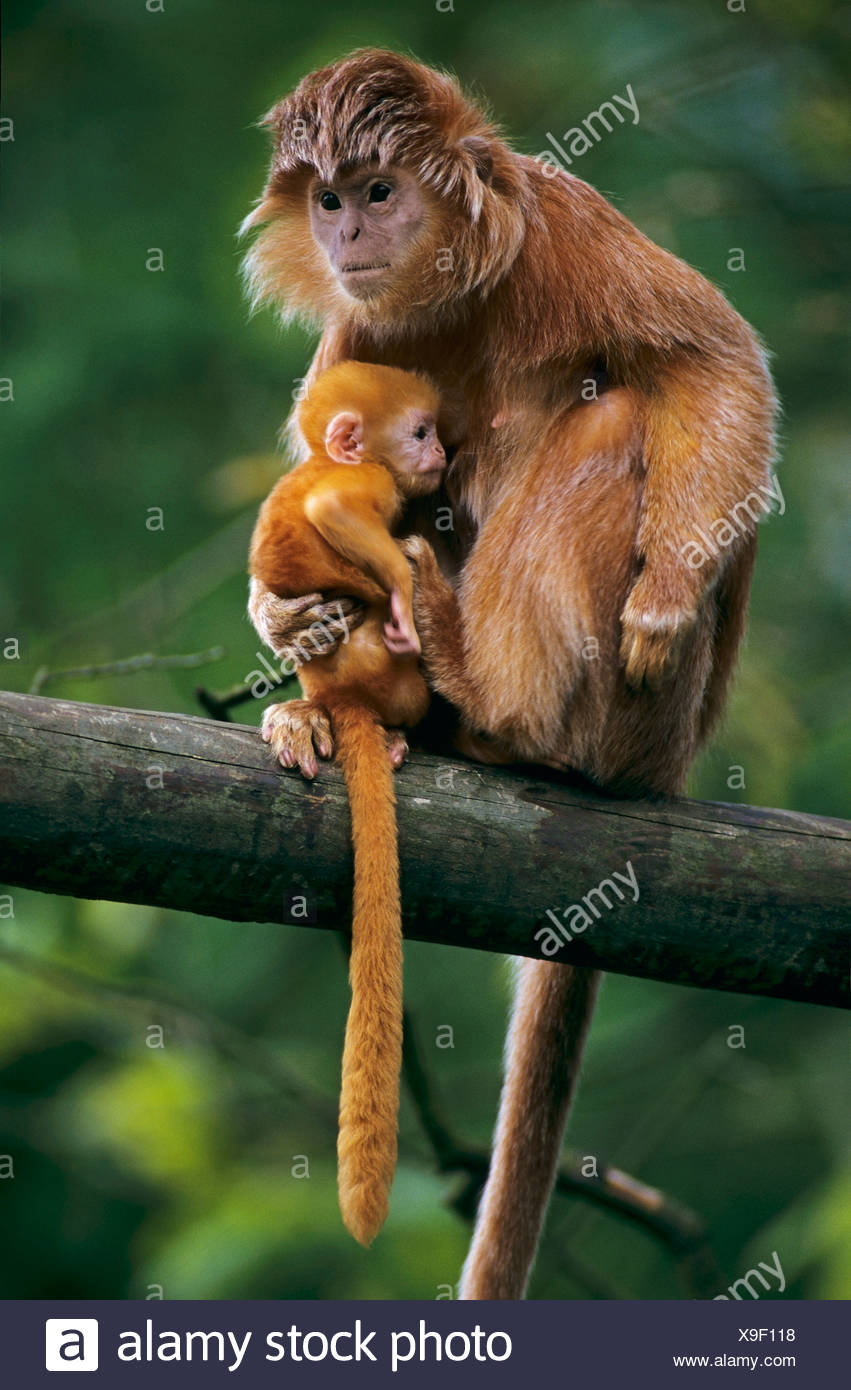 Dusky Leaf Monkey, NatureRules1 Wiki