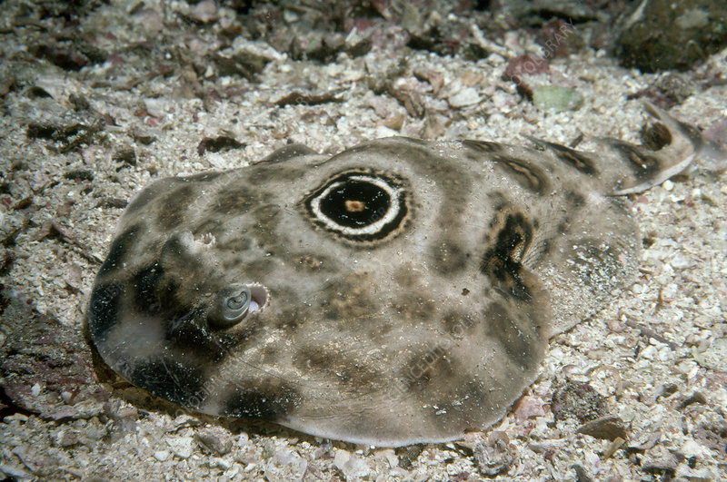 Lesser electric ray - Wikipedia