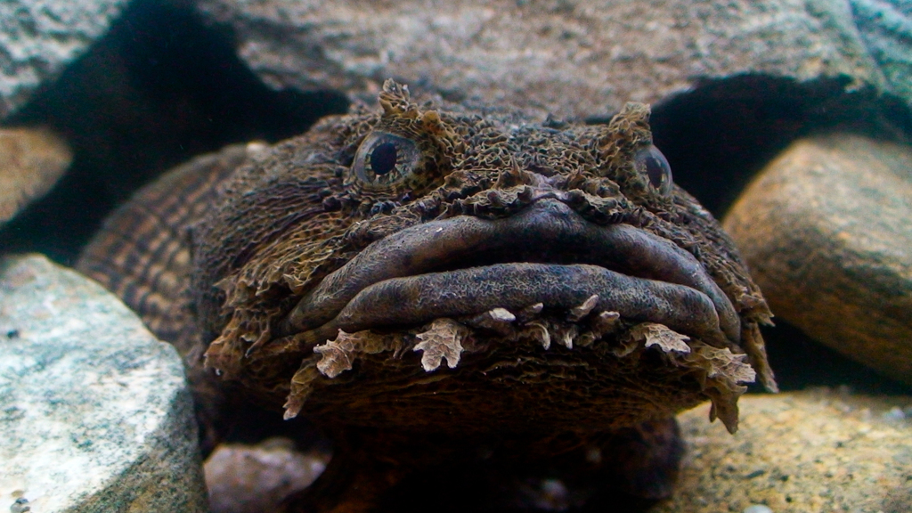 leopard toadfish