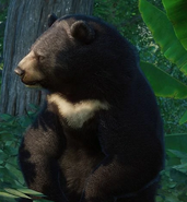 Planet Zoo (2019) "Formosan black bear"