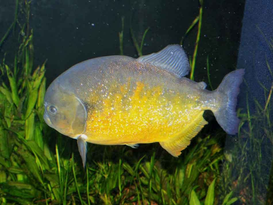 A Yellow belly Piranha is caught hanging onto a piece of fresh