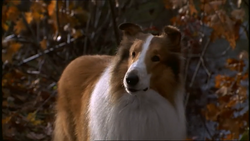 Rough Collie - Wikipedia