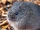 Brazilian Guinea Pig
