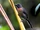 Black-cheeked Ant Tanager