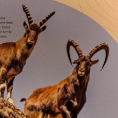 Walia Ibex | NatureRules1 Wiki | Fandom