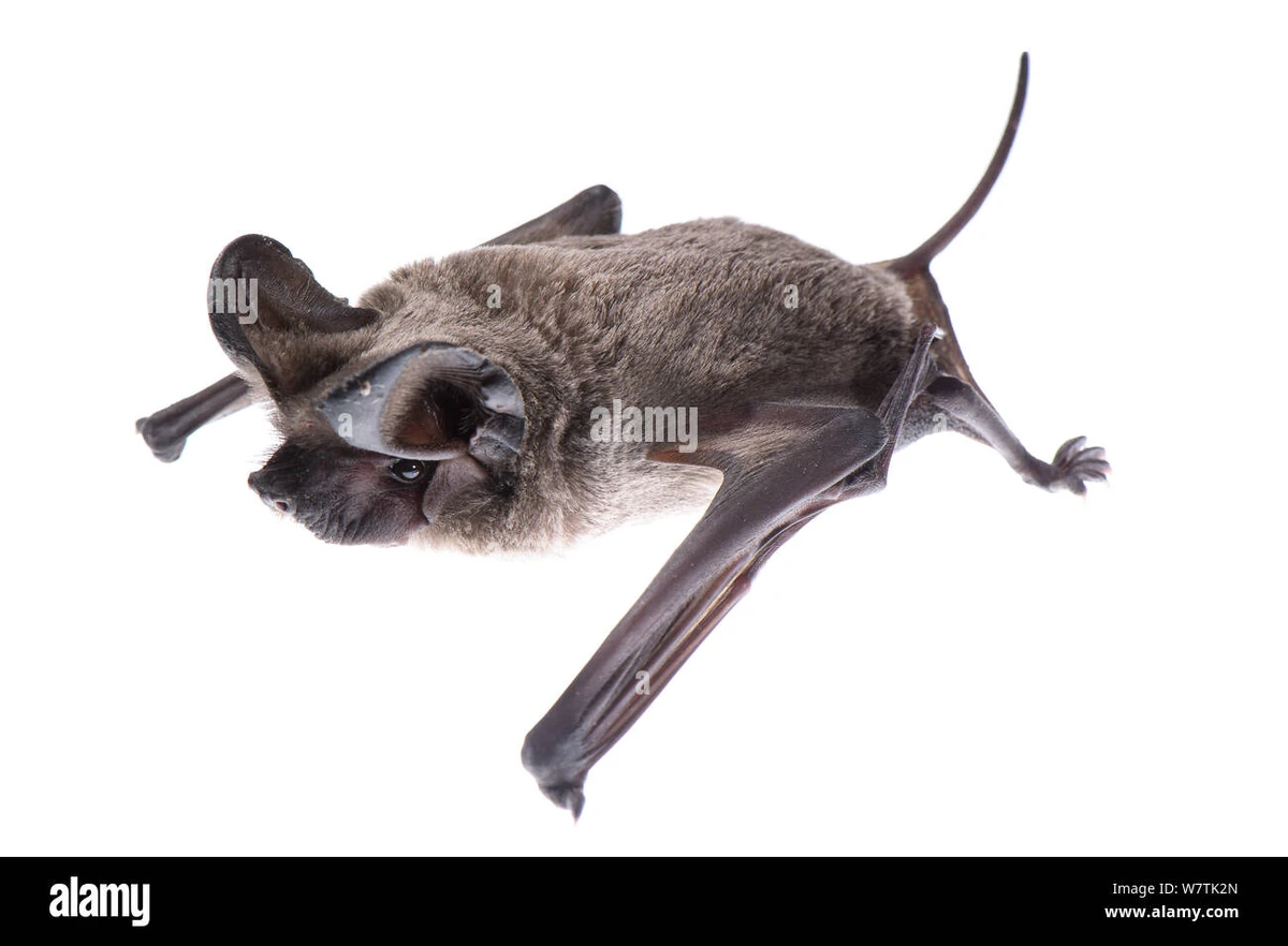 European Freetailed Bat NatureRules1 Wiki Fandom
