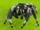 Bold Jumping Spider