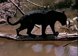 Black Jaguar | NatureRules1 Wiki | Fandom