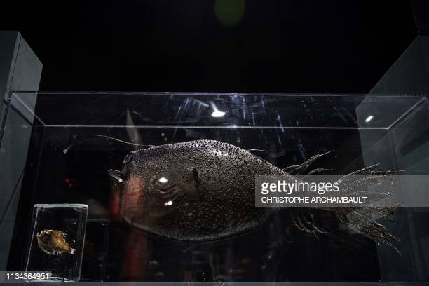Krøyer's Deep Sea Angler Fish, NatureRules1 Wiki
