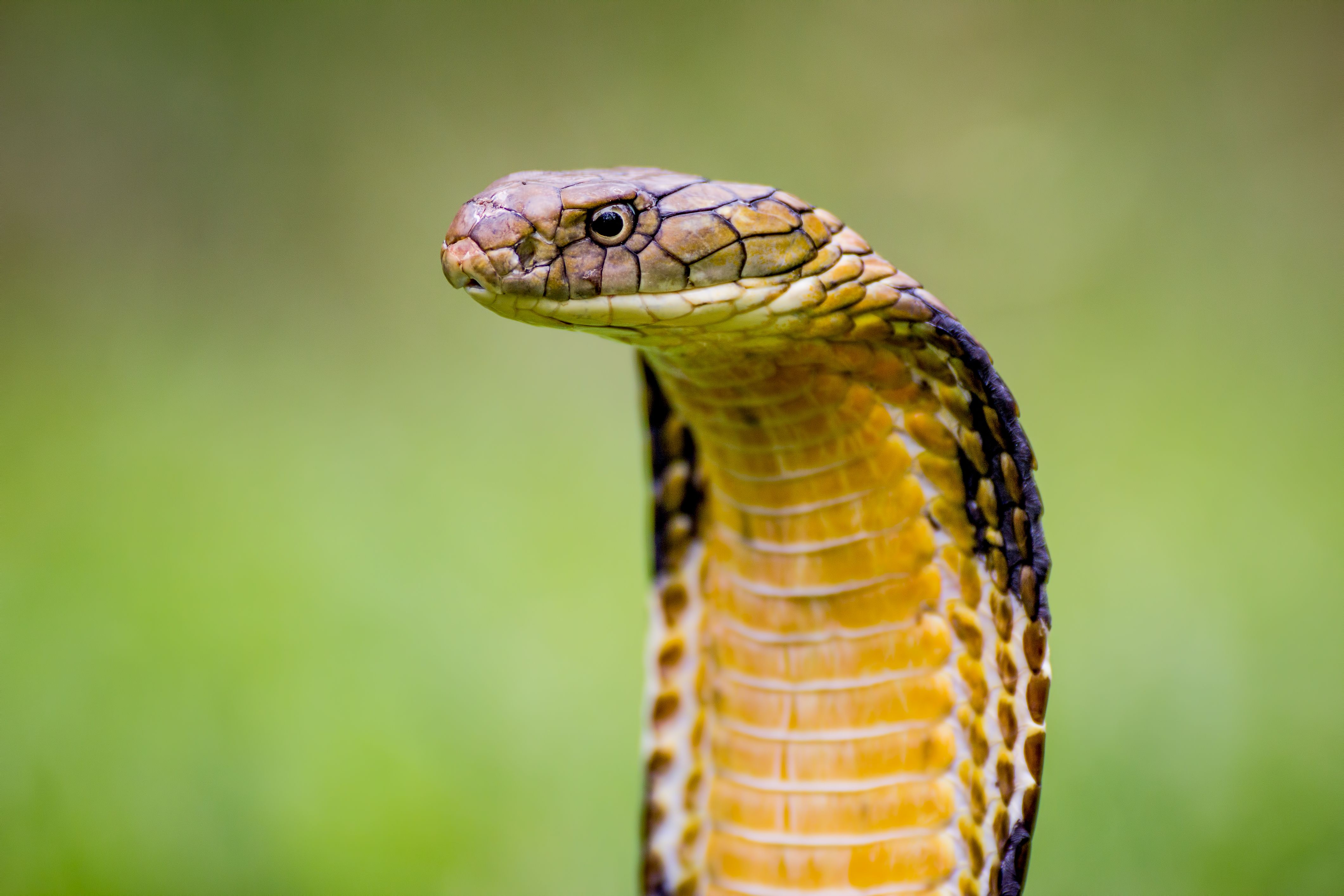 Spectacled Cobra, Wild Kratts Wiki