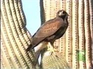 Ultimate Killers (2001)