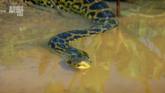Wildest Latin America (2012)