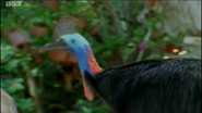Wildlife on One (1977-2005)