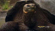 World's Greatest Animal Encounters (2019)