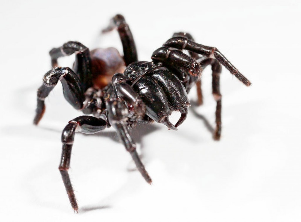 Sydney funnel-web spider - Wikipedia